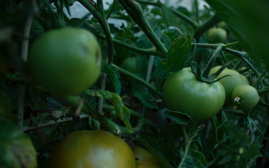 Introduction to Permaculture