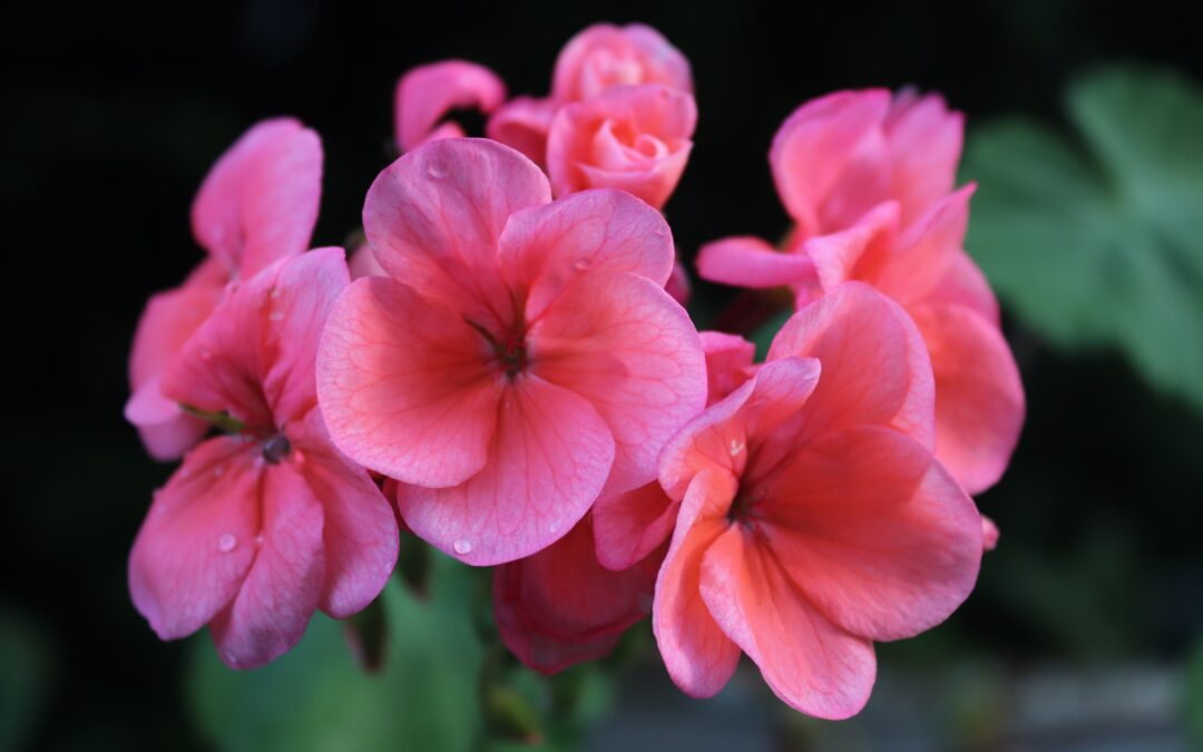 Choosing Native Plants for Pollinators in Your Area