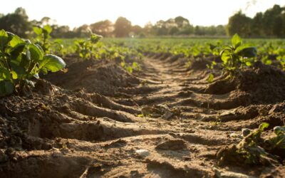 Practical Permaculture Methods: Start Today!