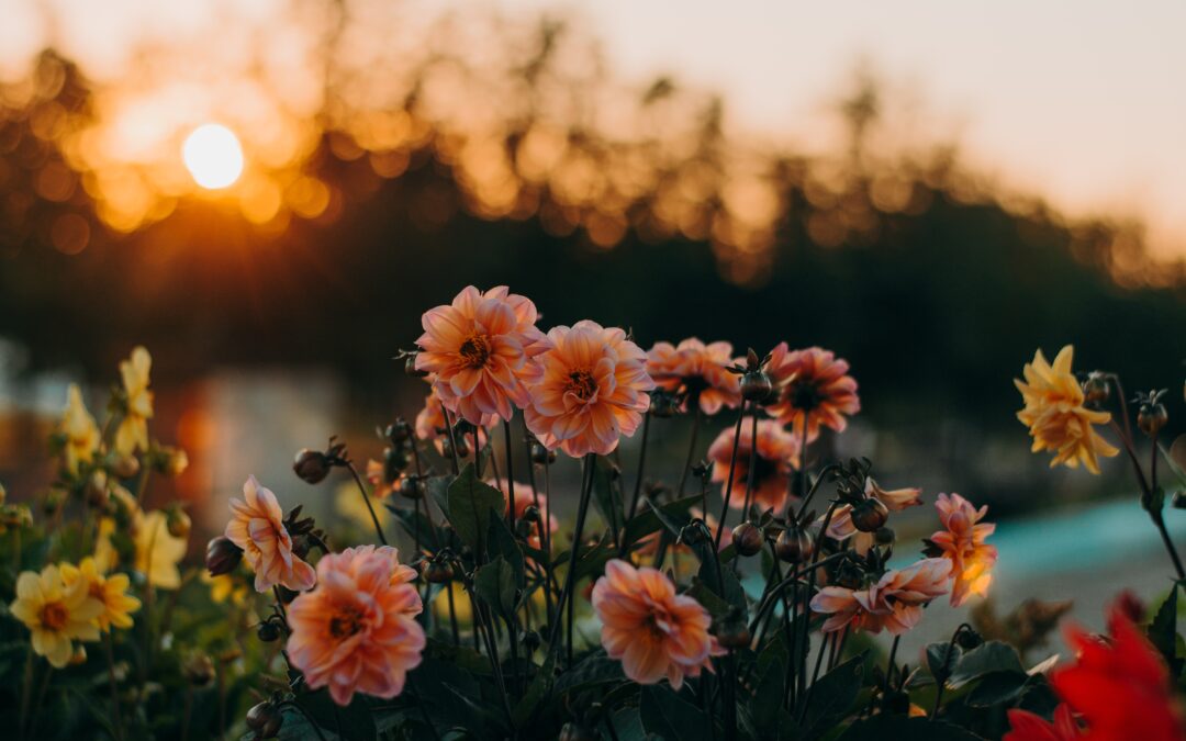 Important Reasons to Use Native Plants