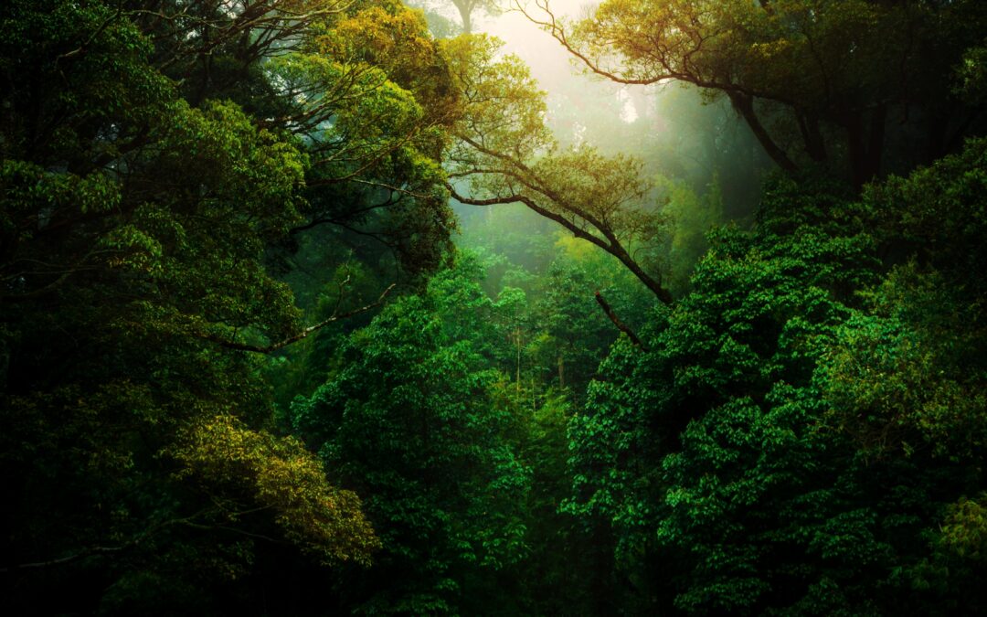 A Shared Quaker Statement: Facing the Challenge of Climate Change