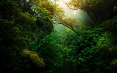 A Shared Quaker Statement: Facing the Challenge of Climate Change