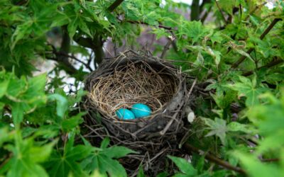 Birds, Plants, and Insects: What They Need