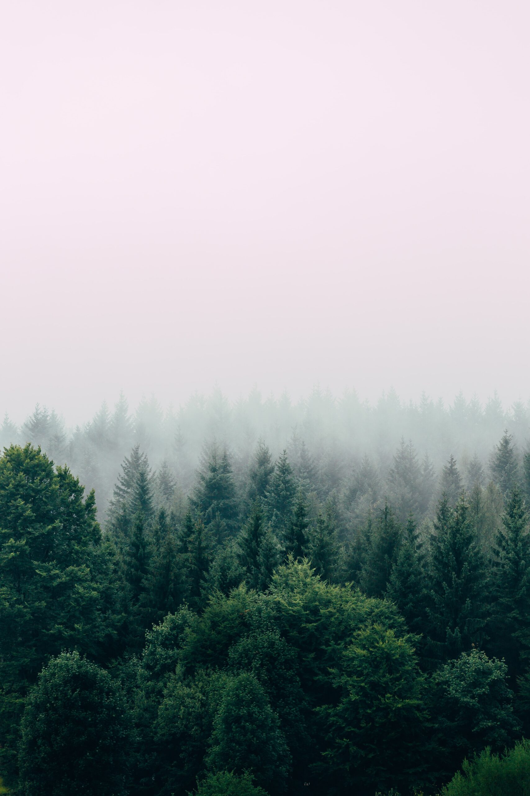 Green treetops with misty background