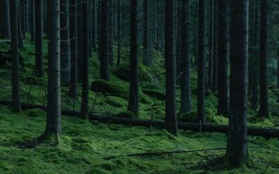 Beckoned by Living Trees