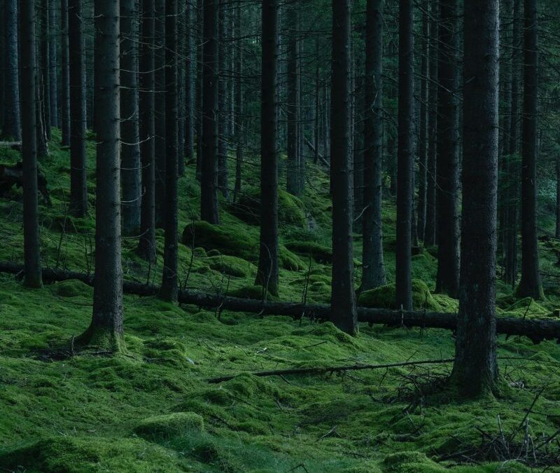 Beckoned by Living Trees