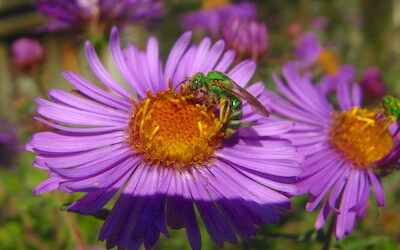 How to Help Pollinators in Your Own Neighborhood