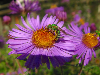 How to Help Pollinators in Your Own Neighborhood