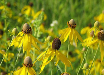 Quakers Caring for God’s Creation: A Kessler Family Journey