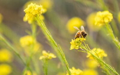 Permaculture: The Art of Designing Beneficial Relationships