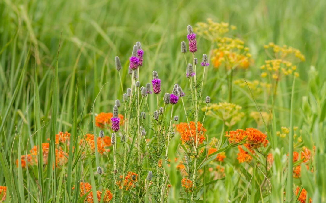 Plowing the  Prairie