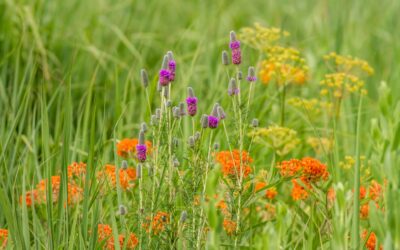 Plowing the  Prairie