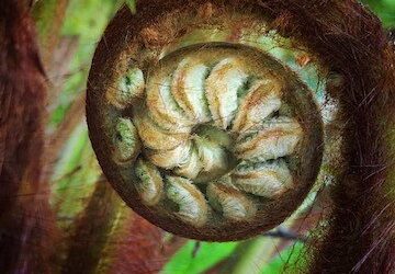 In Uncertain Times: Wisdom for the Pandemic