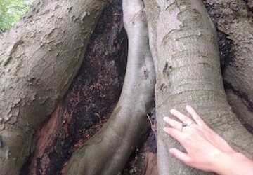 Listening to Roots, Walking in Beauty