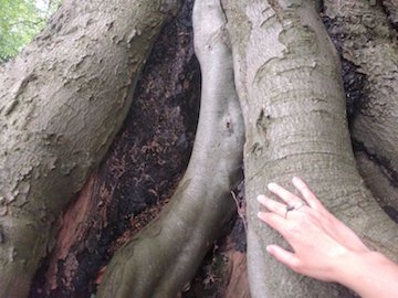 Listening to Roots, Walking in Beauty