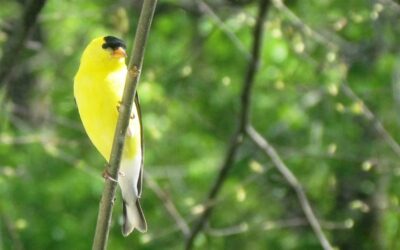 Reverence and Right Action