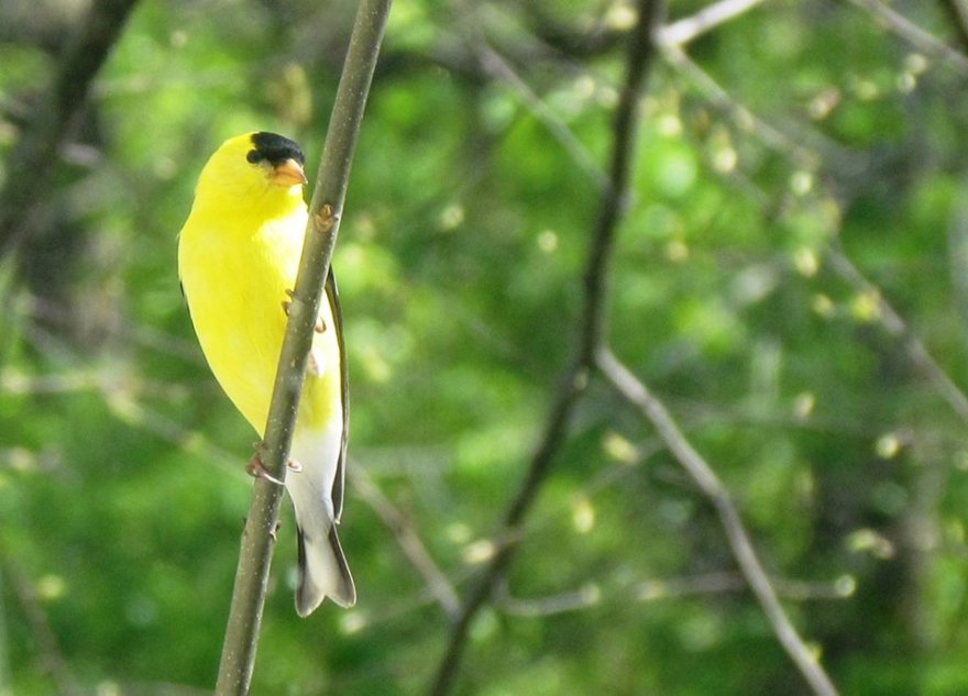 Reverence and Right Action