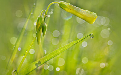 Live in Possibility: A Voluntary Carbon Tax