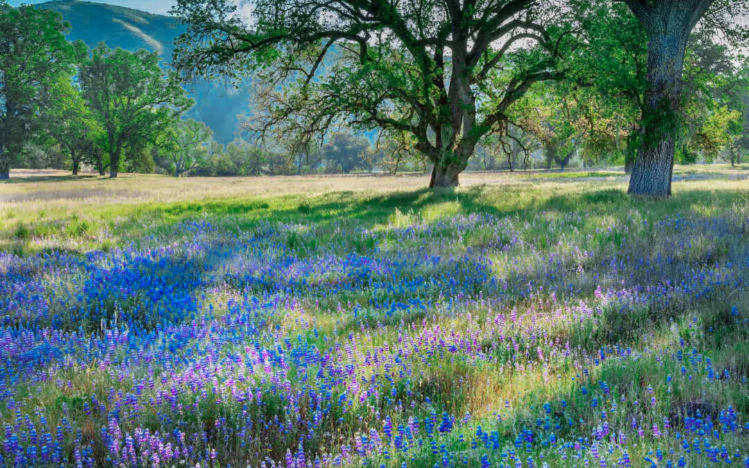 Book Review: “The Hidden Life of Trees: What They Feel, How They Communicate”