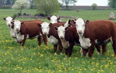 Friendly Farmers & Earthcare