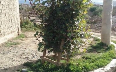 Mini-Grants in Bolivia and Nicaragua