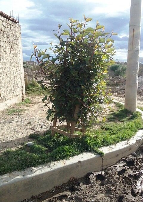 Mini-Grants in Bolivia and Nicaragua