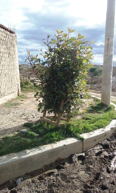 maryg_2016_tree_2_in_el_alto.jpeg Tree in Altiplano Bolivia