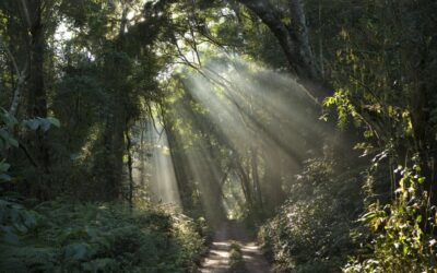 Reflections on Translating the Resistance in Brazil