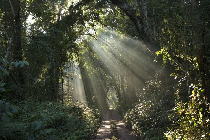 Reflections on Translating the Resistance in Brazil