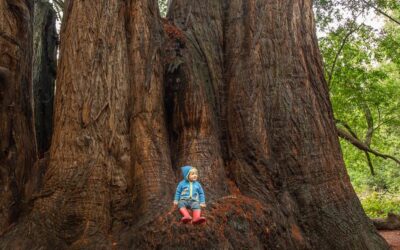 Wildfire Lessons: QEW’s Work in 2021