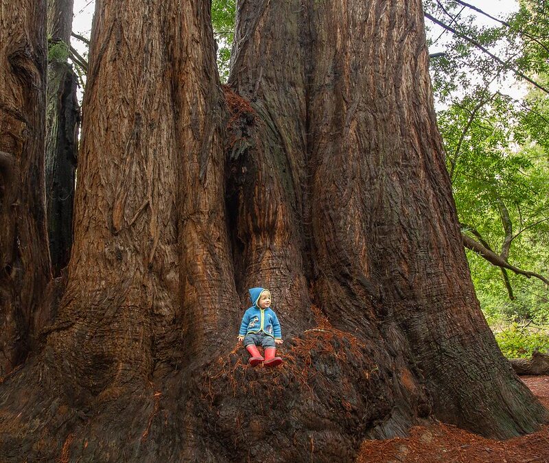 Wildfire Lessons: QEW’s Work in 2021