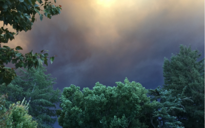 Engaging with Ecological Grief