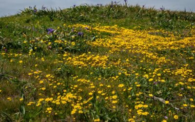 A Vision From Our Divine Source