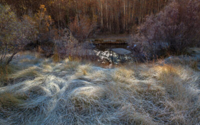 Important Reasons to Use Native Plants