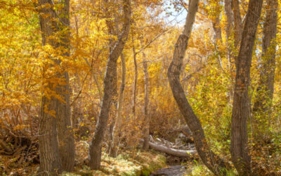 The Spiritual Basis of Earthcare