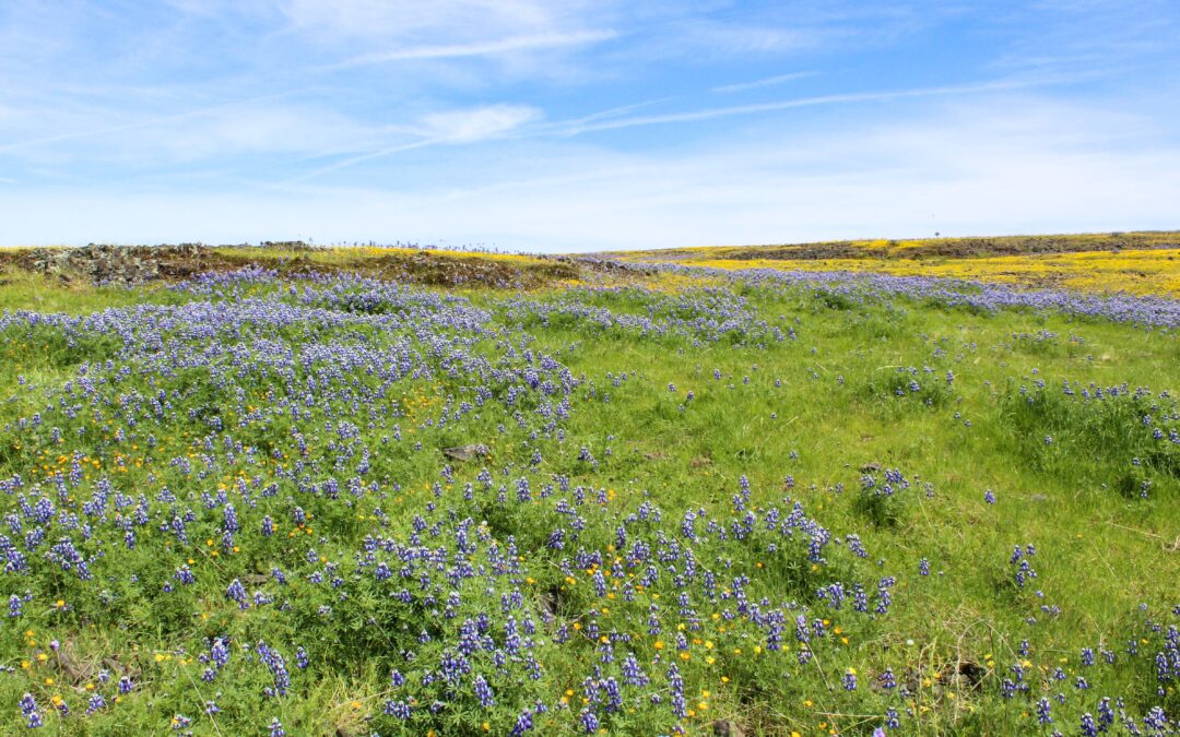 Ecological Integrity and the Light Within