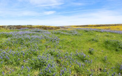 Ecological Integrity and the Light Within