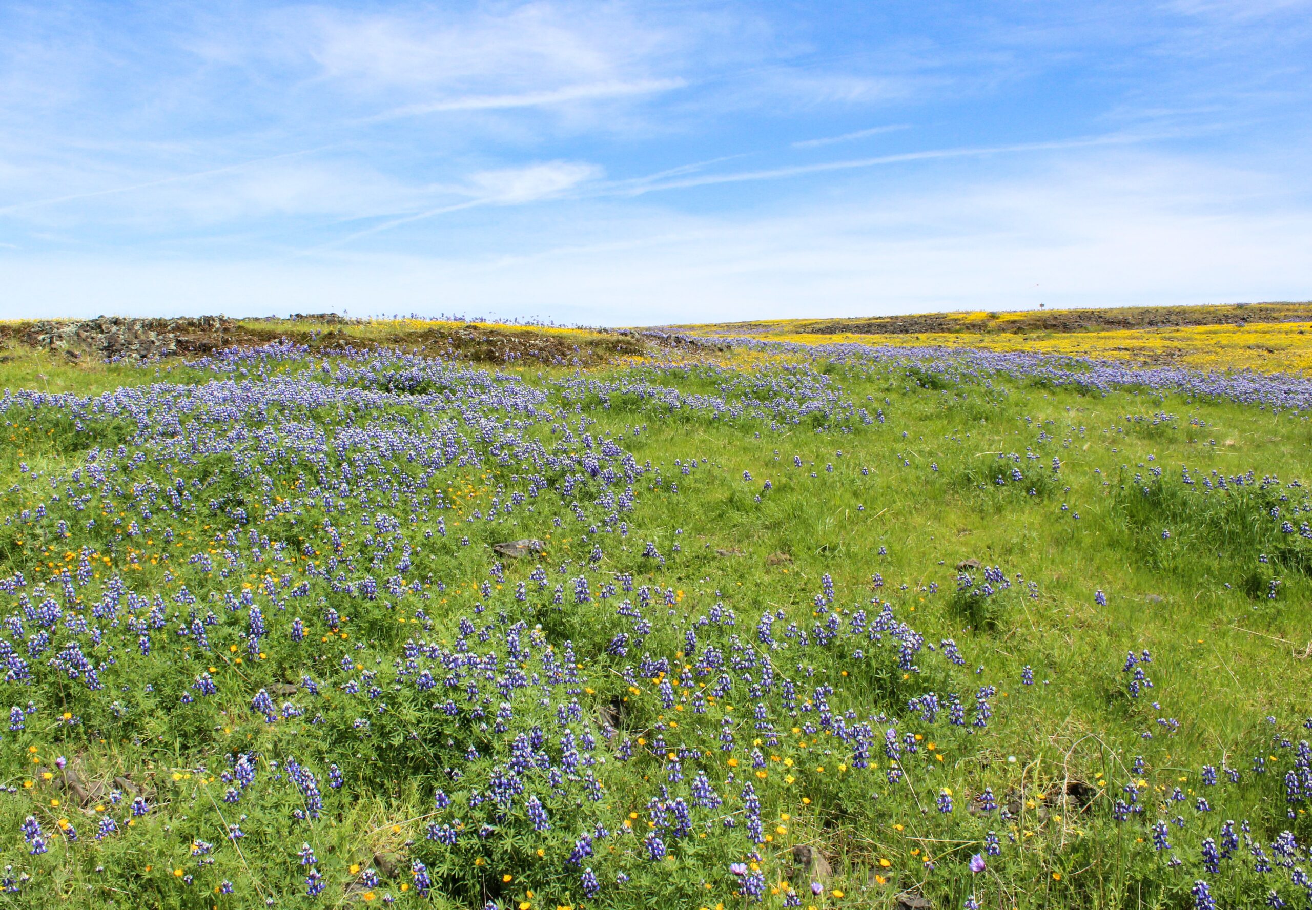 deanna-lewis-5yFOafLI88M-unsplash.jpg Nature preserve with green grass, purple flowers, and blue sky in the background with a few wispy clouds