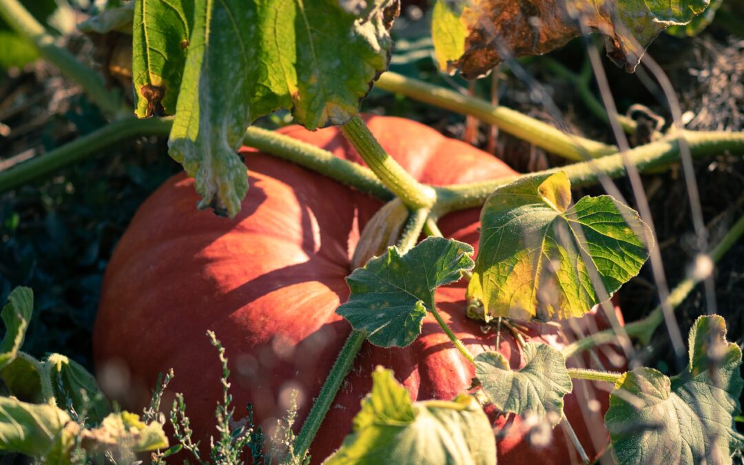 Ecological Principles of Permaculture