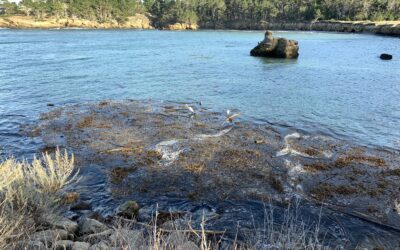 North America the Beautiful: 30×30 Conservation Efforts