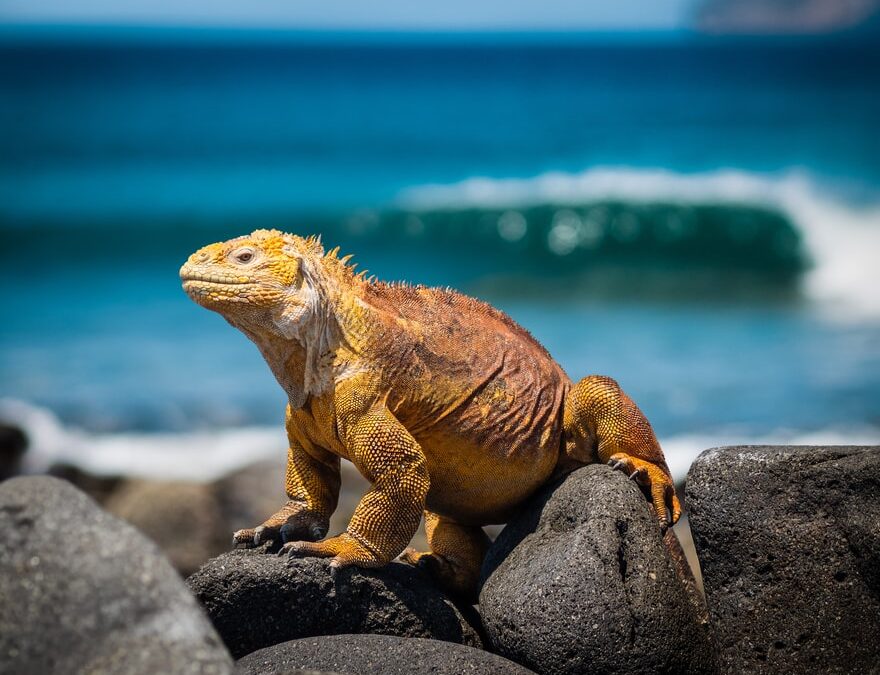 Galápagos: Lessons from Finches, Marine Iguanas, and Islands