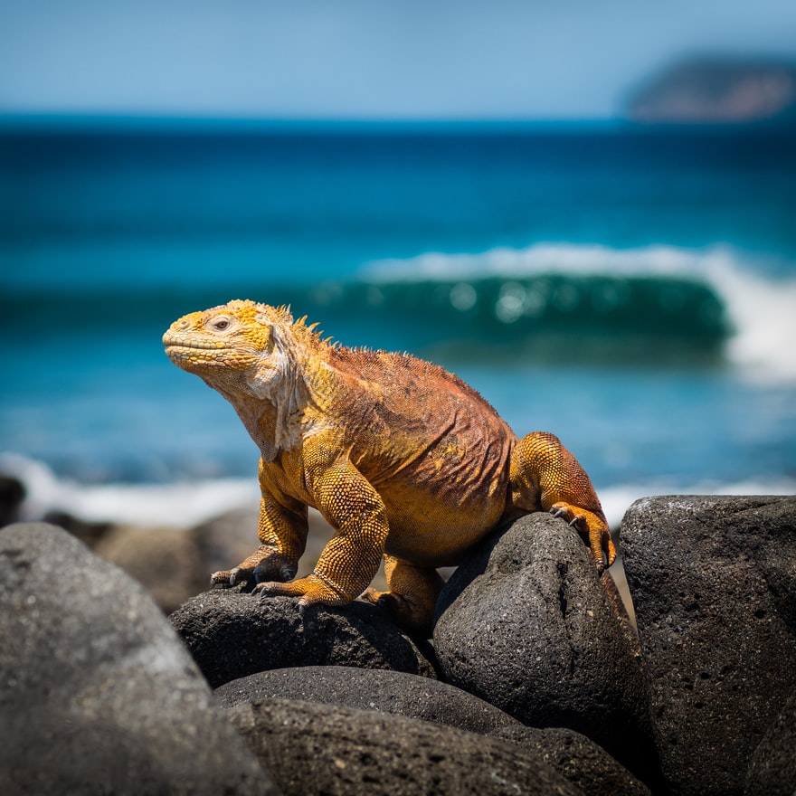 Yellow iguana on rocks in front of the turquoise ocean