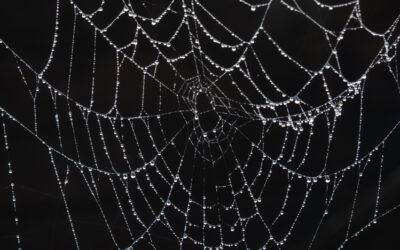 Web of Care for the Earth