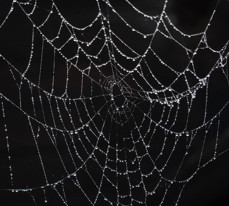 Web of Care for the Earth