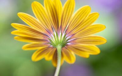 March Earthcare Engagement for Your Community