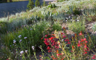 Connection With the Living World