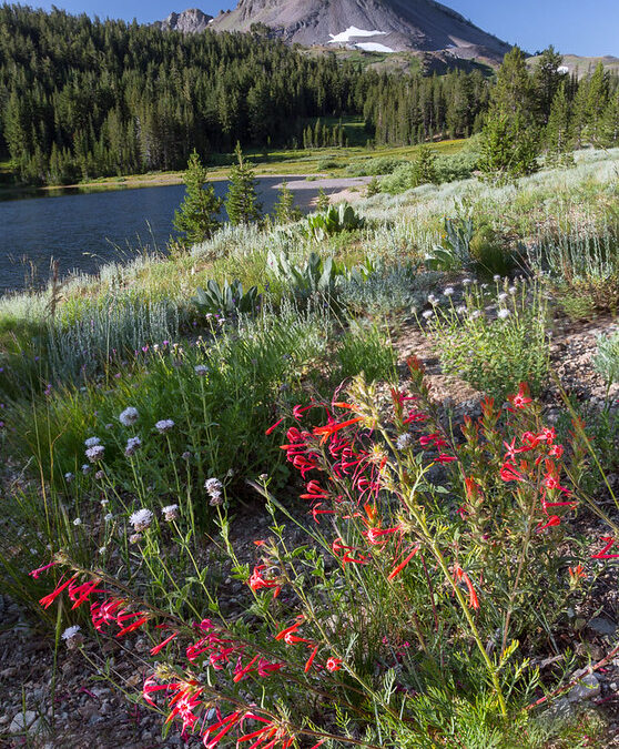 Connection With the Living World