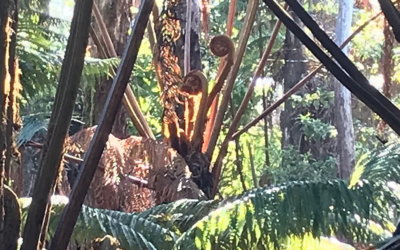 Rainforest Restoration in Hawaii
