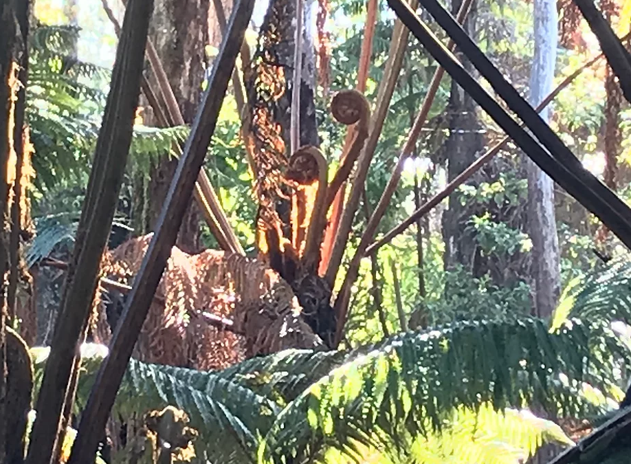 Rainforest Restoration in Hawaii