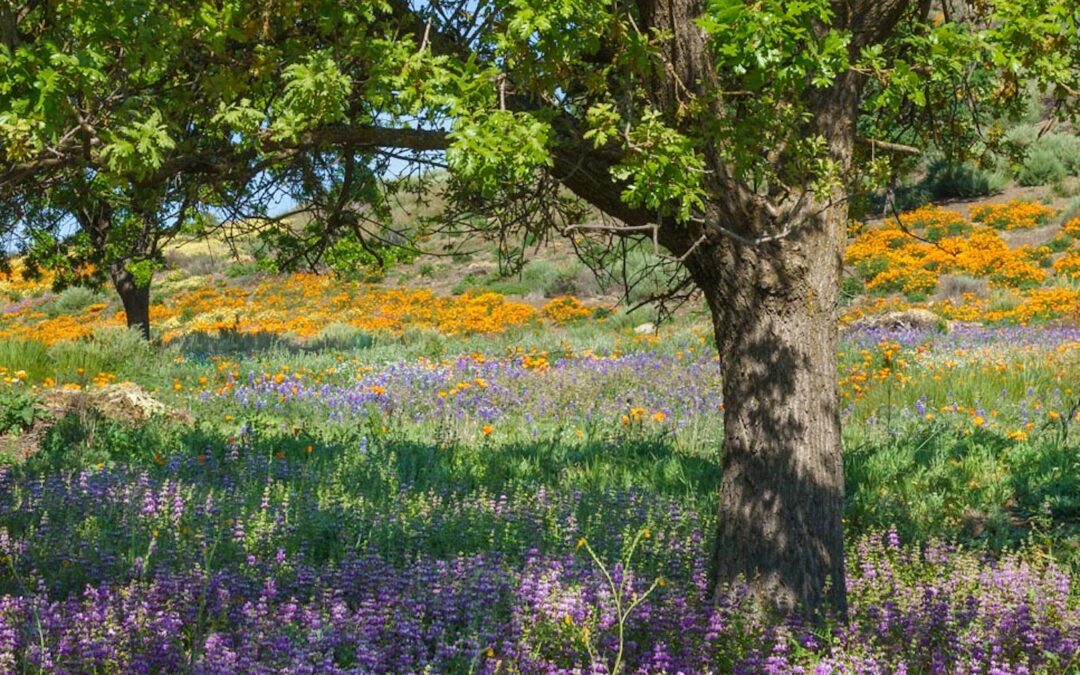 Spring is Here: Time to Plant Native Plants